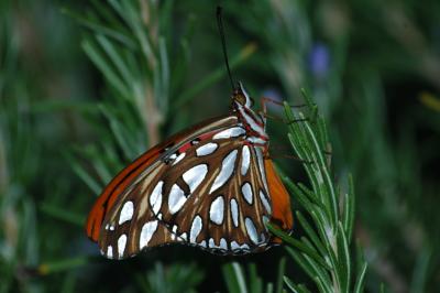 Gulf Fritillary (Agraulis vanillae)