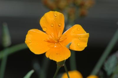 California poppy