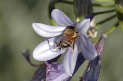 Bee on Agapanthus. DSC_small_1468a.jpg