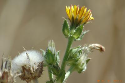 Milkweed