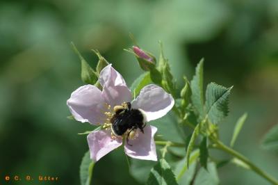 Bee in flower
