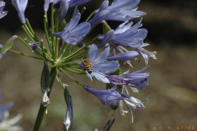 Bee on Agapanthus