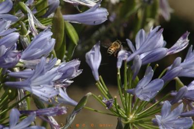 Bee on Agapanthus