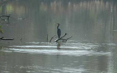 Great Blue Heron - cropped