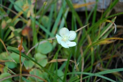 Thimbleberry (Rubus parviflorus)