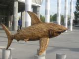 Bamboo Shark