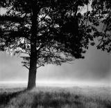 Early morning mist, Stoneman Meadow.