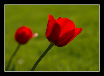 Tulip2.jpg