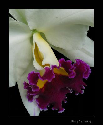 orchid6.jpg