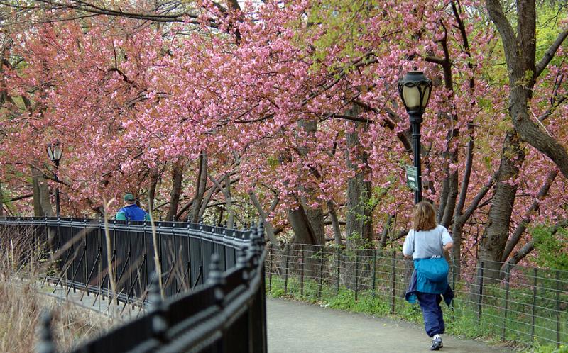 Blossom by the Reservoir 2