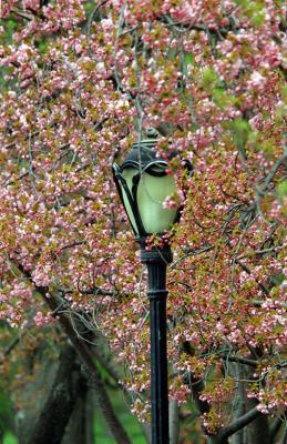 Blossom and lamp post