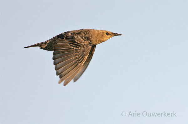 Common Starling - Spreeuw - Sturnus vulgaris