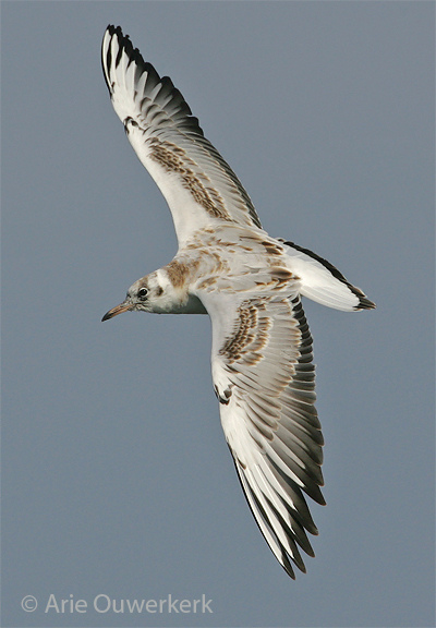 Black-headed Gull - Kokmeeuw - Larus ridibundus