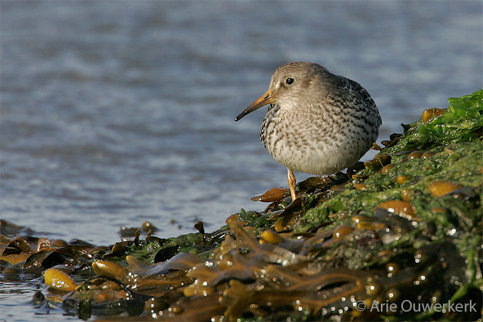 Purple Sandpiper - Paarse Strandloper - Calidris maritima