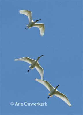 Eurasian Spoonbill - Lepelaar - Platalea leucorodia