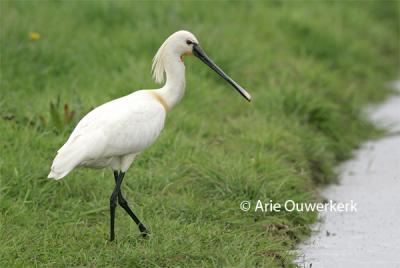 Eurasian Spoonbill - Lepelaar - Platalea leucorodia