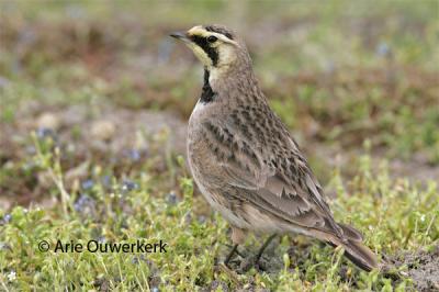 Shore (Horned) Lark - Strandleeuwerik - Eremophila alpestris