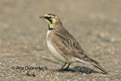 Shore (Horned) Lark - Strandleeuwerik - Eremophila alpestris