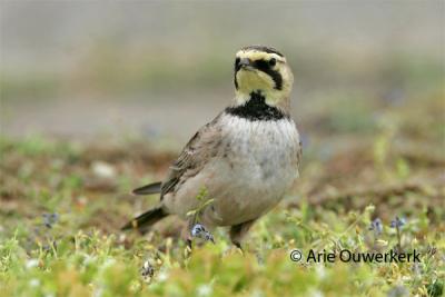 Shore (Horned) Lark - Strandleeuwerik - Eremophila alpestris