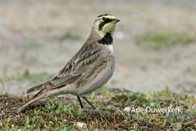 Shore (Horned) Lark - Strandleeuwerik - Eremophila alpestris