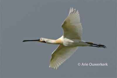 Eurasian Spoonbill - Lepelaar - Platalea leucorodia