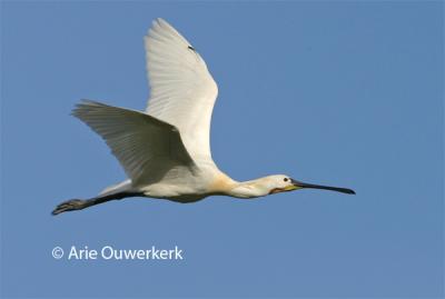 Eurasian Spoonbill - Lepelaar - Platalea leucorodia