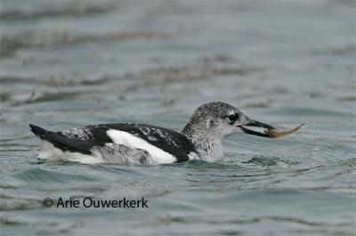 Black Guillemot / Zwarte Zeekoet