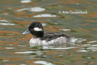 Bufflehead / Buffelkopeend