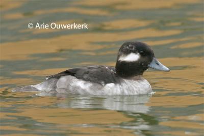 Bufflehead / Buffelkopeend