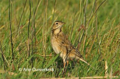 Grote Pieper / Richard's Pipit