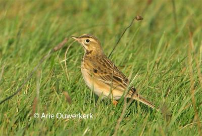 Richard's Pipit / Grote Pieper
