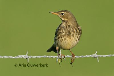 Rock Pipit / Oeverpieper