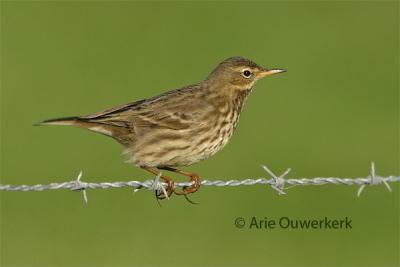 Rock Pipit / Oeverpieper