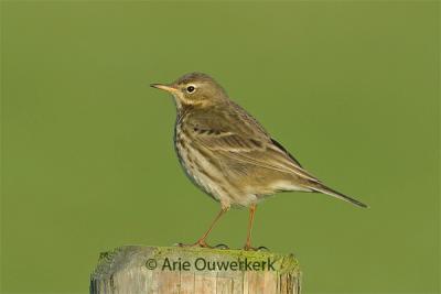 Rock Pipit / Oeverpieper