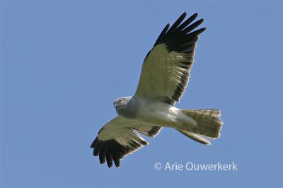 Hen Harrier  / Blauwe Kiekendief