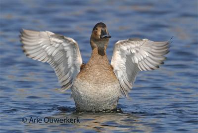 Common Pochard - Tafeleend - Aythya ferina