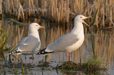 Zilvermeeuw - European Herring Gull - Larus argentatus