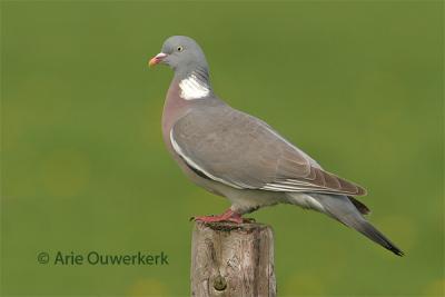 v3/08/586108/3/47788747.houtduif.pbase2.3.jpg