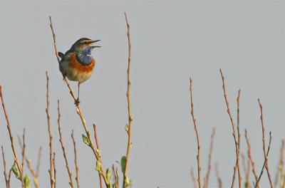 v3/08/586108/3/47789394.blauwborst.pbase1.3.jpg