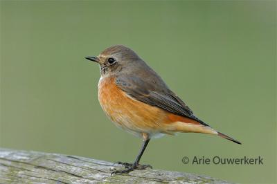 Common Redstart - Gekraagde Roodstaart - Phoenicurus phoenicurus