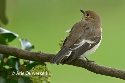 Pied Flycatcher - Bonte Vliegenvanger - Ficedula hypoleuca