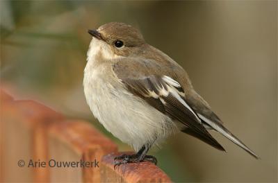 Pied Flycatcher - Bonte Vliegenvanger - Ficedula hypoleuca