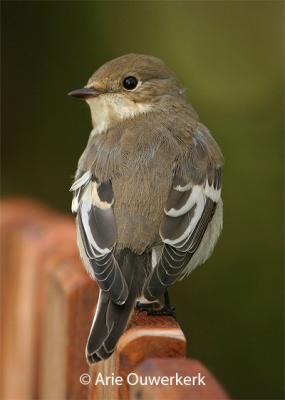 Pied Flycatcher - Bonte Vliegenvanger - Ficedula hypoleuca