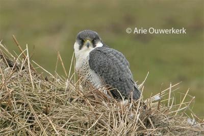 Peregrine Falcon - Slechtvalk - Falco peregrinus