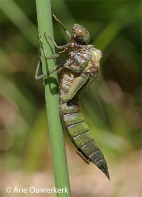 Beginning to emerge from its larval stage (1)