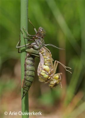 Beginning to emerge from its larval stage (2)
