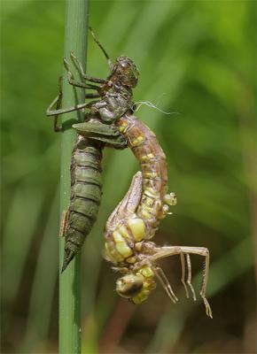 Hanging from its old skin to dry its legs