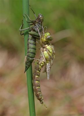 Newly emerged (1)