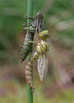 Newly emerged (2)