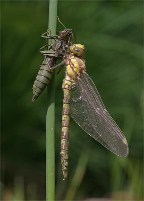 Emerging of a Southern Hawker